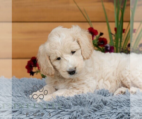 Medium Photo #4 Goldendoodle Puppy For Sale in ROARING SPRING, PA, USA