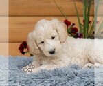 Small #3 Goldendoodle