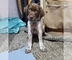 Small Photo #1 German Shorthaired Pointer Puppy For Sale in LEBANON, CT, USA