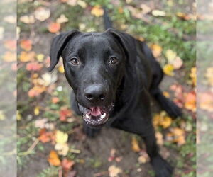 Labrador Retriever Dogs for adoption in Tulsa, OK, USA