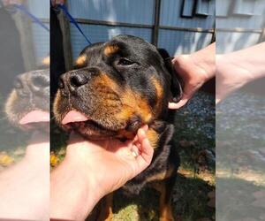 Father of the Rottweiler puppies born on 10/27/2022