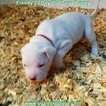 Small Photo #233 Dogo Argentino Puppy For Sale in PINEVILLE, MO, USA