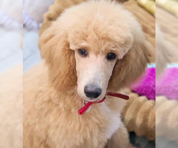 Medium Photo #6 Poodle (Standard) Puppy For Sale in Chino Hills, CA, USA