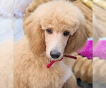 Small Photo #6 Poodle (Standard) Puppy For Sale in Chino Hills, CA, USA