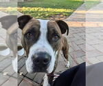 Small #28 American Pit Bull Terrier Mix