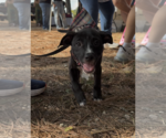 Small Photo #2 American Staffordshire Terrier-Unknown Mix Puppy For Sale in Holly Springs, NC, USA
