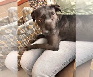 KitKat (Georgia) - Female Labrador Retriever Dog for Adoption - Photo #4