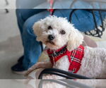 Small #8 Poochon