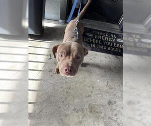 American Pit Bull Terrier Dogs for adoption in Houston, TX, USA