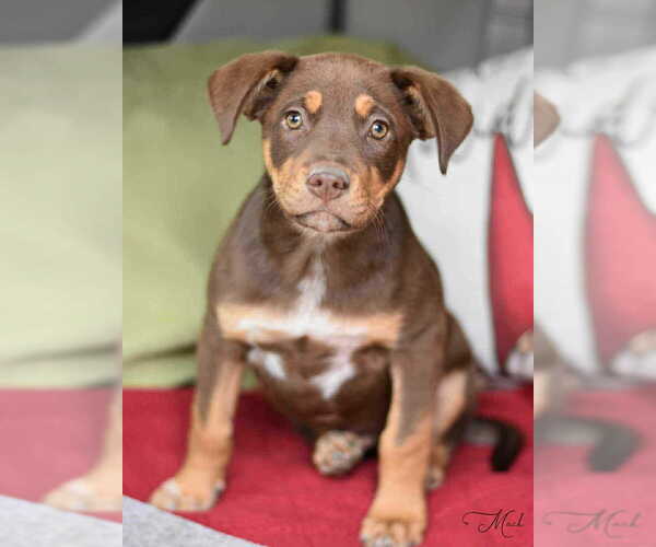 Medium Photo #2 Labrador Retriever-Unknown Mix Puppy For Sale in Brewster, NY, USA