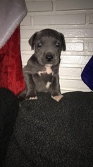 Great Dane-Unknown Mix Puppy for sale in FONTANA, CA, USA
