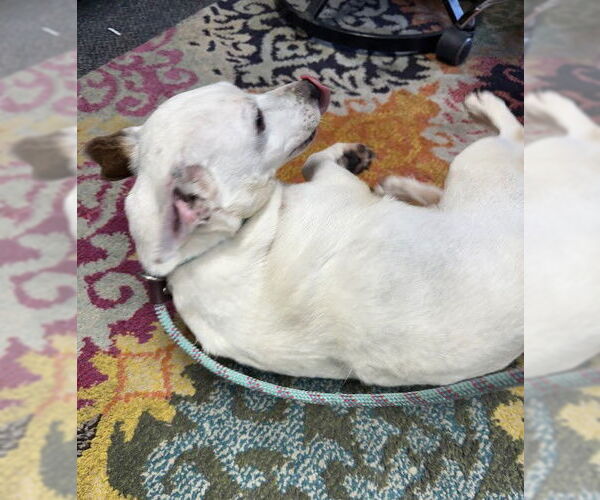 Medium Photo #3 Mutt Puppy For Sale in Westmont, IL, USA