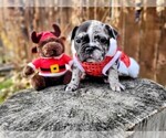 Small Photo #7 Faux Frenchbo Bulldog Puppy For Sale in PASCO, WA, USA