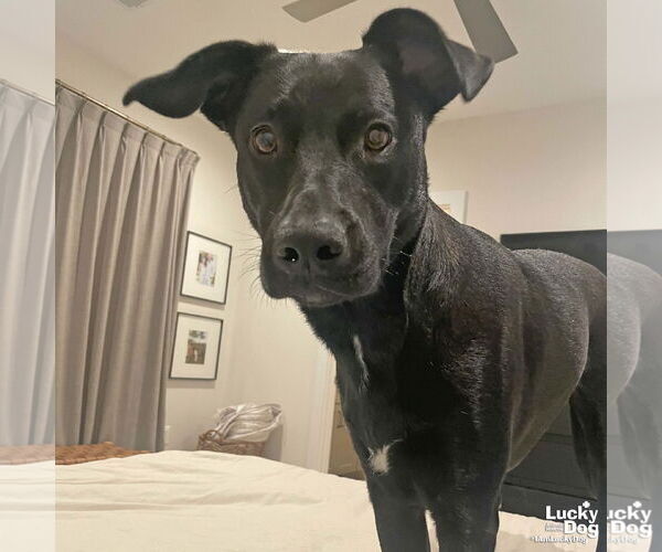 Medium Photo #4  Puppy For Sale in , 