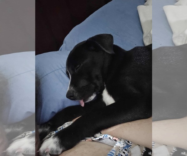 Medium Photo #4 American Pit Bull Terrier-Border Collie Mix Puppy For Sale in Oakhurst, NJ, USA