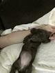 Small Photo #3 Dachshund Puppy For Sale in CORNELIUS, OR, USA