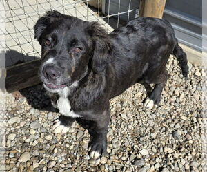 Australian Shepherd-Saint Bernard Mix Dogs for adoption in Woodsfield, OH, USA