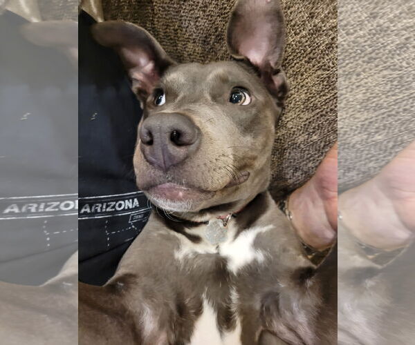 Medium Photo #5 Mutt Puppy For Sale in Coralville, IA, USA