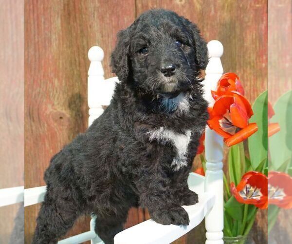 View Ad Bernedoodle Puppy for Sale near Wisconsin, THORP, USA. ADN259310