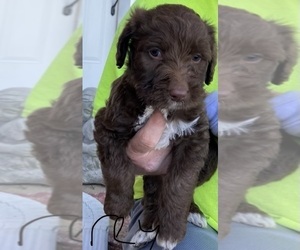Labradoodle Puppy for sale in LAWRENCEVILLE, IL, USA
