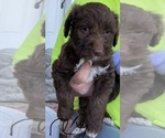 Small Photo #1 Labradoodle Puppy For Sale in LAWRENCEVILLE, IL, USA