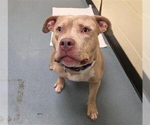 American Pit Bull Terrier Dogs for adoption in Denver, CO, USA