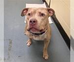 Small American Pit Bull Terrier