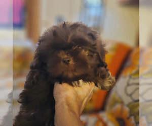 Shih Tzu Puppy for sale in VIDOR, TX, USA