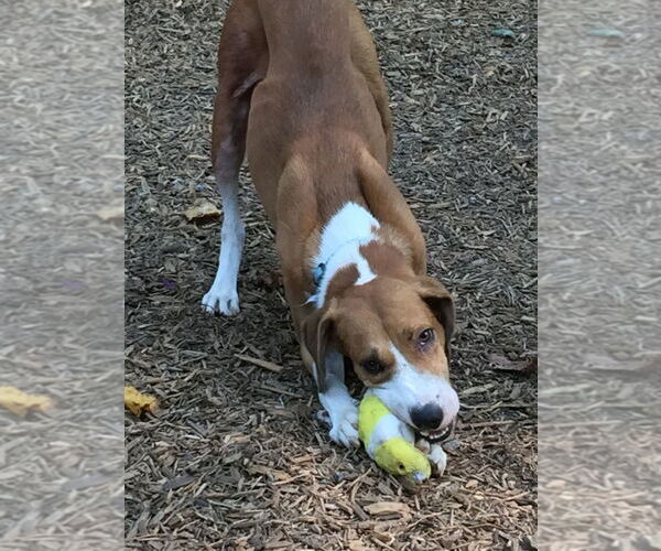 Medium Photo #17 Retriever -Unknown Mix Puppy For Sale in Rockaway, NJ, USA