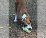 Small #16 Retriever  Mix