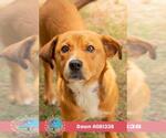 Small #1 Labrador Retriever Mix