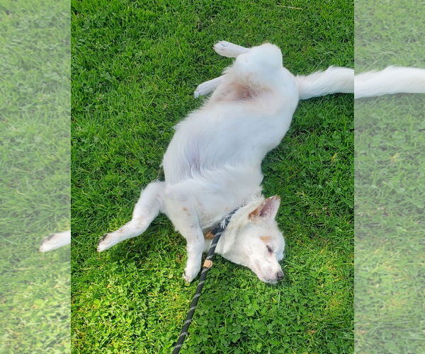Medium Photo #5 Colonial Cocker Spaniel-Unknown Mix Puppy For Sale in Corona, CA, USA
