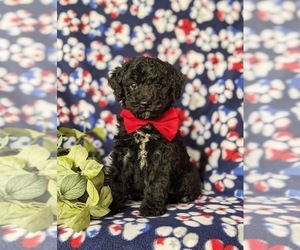 Poodle (Miniature)-Sheepadoodle Mix Puppy for sale in GLEN ROCK, PA, USA