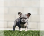 Small #2 French Bulldog