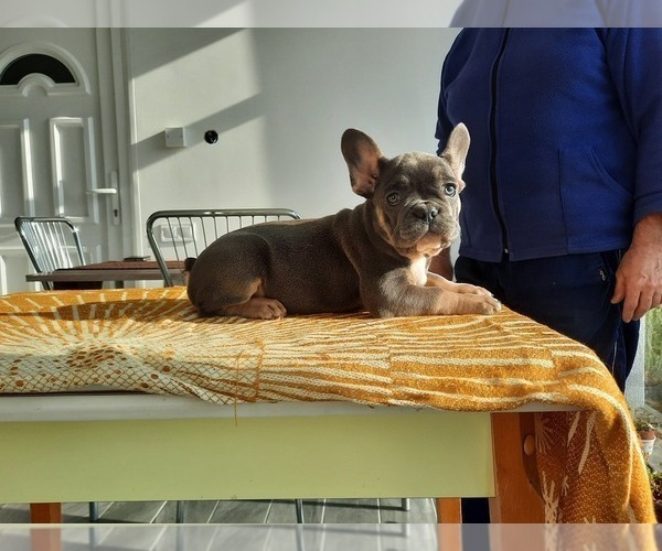 Medium Photo #2 French Bulldog Puppy For Sale in Kaposvar, Somogy, Hungary