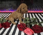 Small #7 Poodle (Standard)