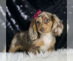Puppy Olivia ACA Dachshund