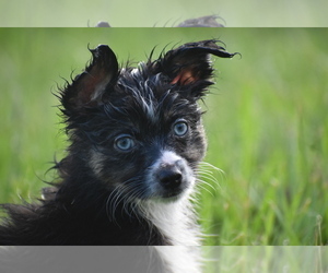 Miniature Australian Shepherd Puppy for sale in PALM COAST, FL, USA