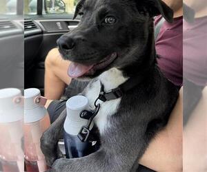Labrador Retriever-Unknown Mix Dogs for adoption in San Antonio, TX, USA