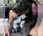 Small Labrador Retriever Mix
