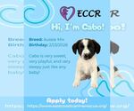 Small #2 Australian Shepherd Mix