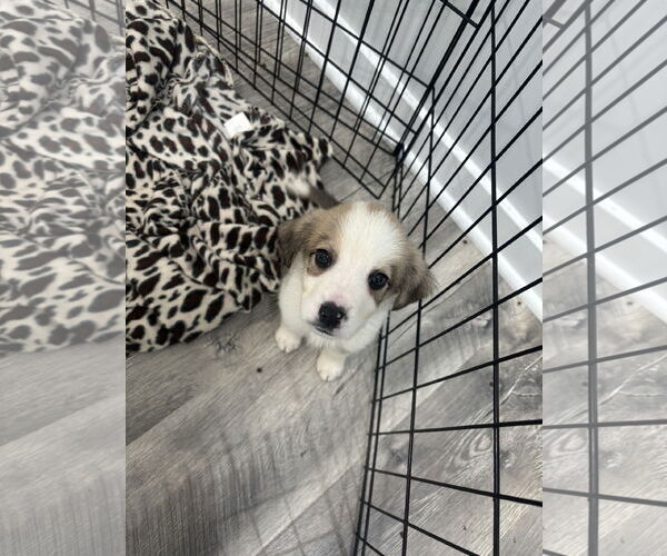 Medium Photo #1 Great Pyrenees-Unknown Mix Puppy For Sale in Plainfield, IL, USA