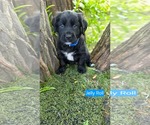 Small #1 Labrador Retriever Mix