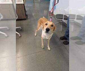 Labrador Retriever-Unknown Mix Dogs for adoption in San Martin, CA, USA