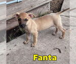 Small #1 Dachshund Mix