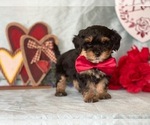 Small Photo #3 YorkiePoo Puppy For Sale in LANCASTER, PA, USA
