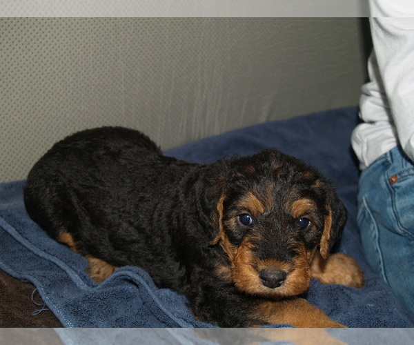 Medium Photo #45 Airedale Terrier Puppy For Sale in CHARLESTOWN, IN, USA