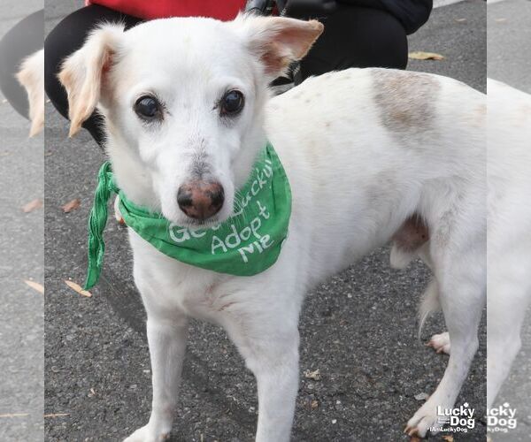 Medium Photo #2 Jack-A-Bee Puppy For Sale in Washington, DC, USA