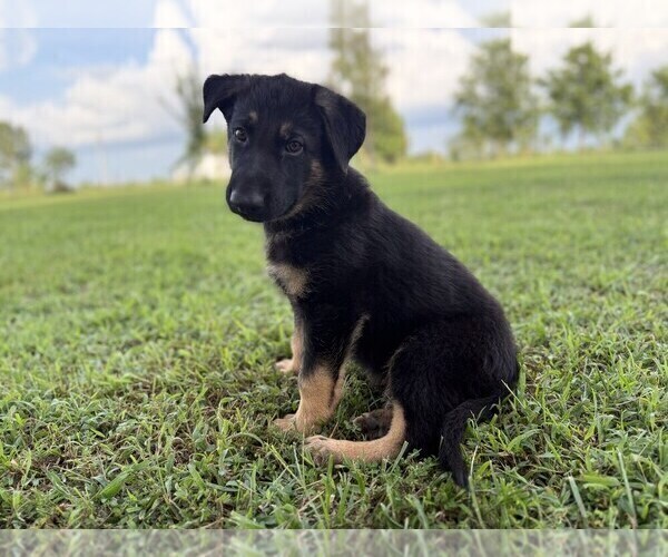 Medium Photo #1 German Shepherd Dog Puppy For Sale in HOLDEN, MO, USA