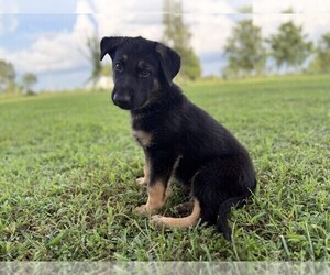 Medium German Shepherd Dog